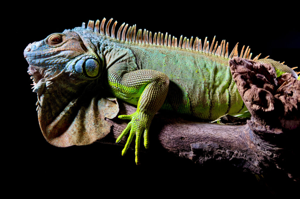 A green iguana as captured by 48MP iPhone 15 camera